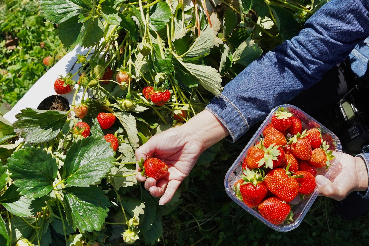 Claves para maximizar el rendimiento de tu cultivo